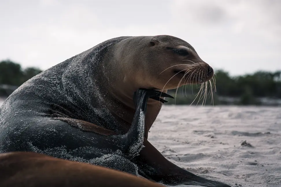 when to visit galapagos