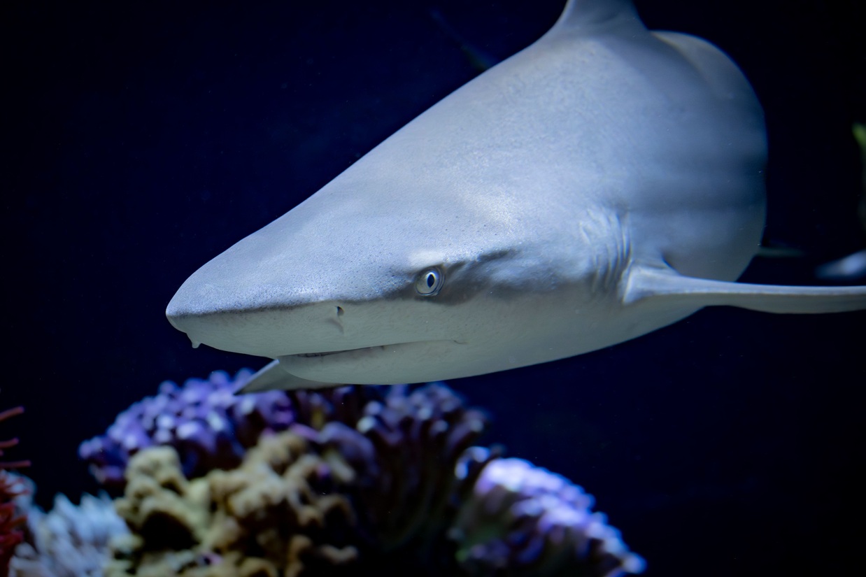 Frontal close-up of a whitetip reef shark swimming with a coral reef in the background