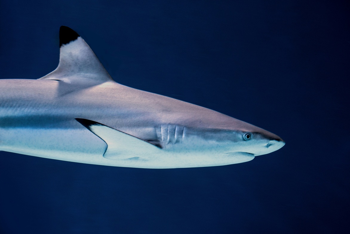 Side view of a whitetip reef shark swimming horizontally across a coral reef background