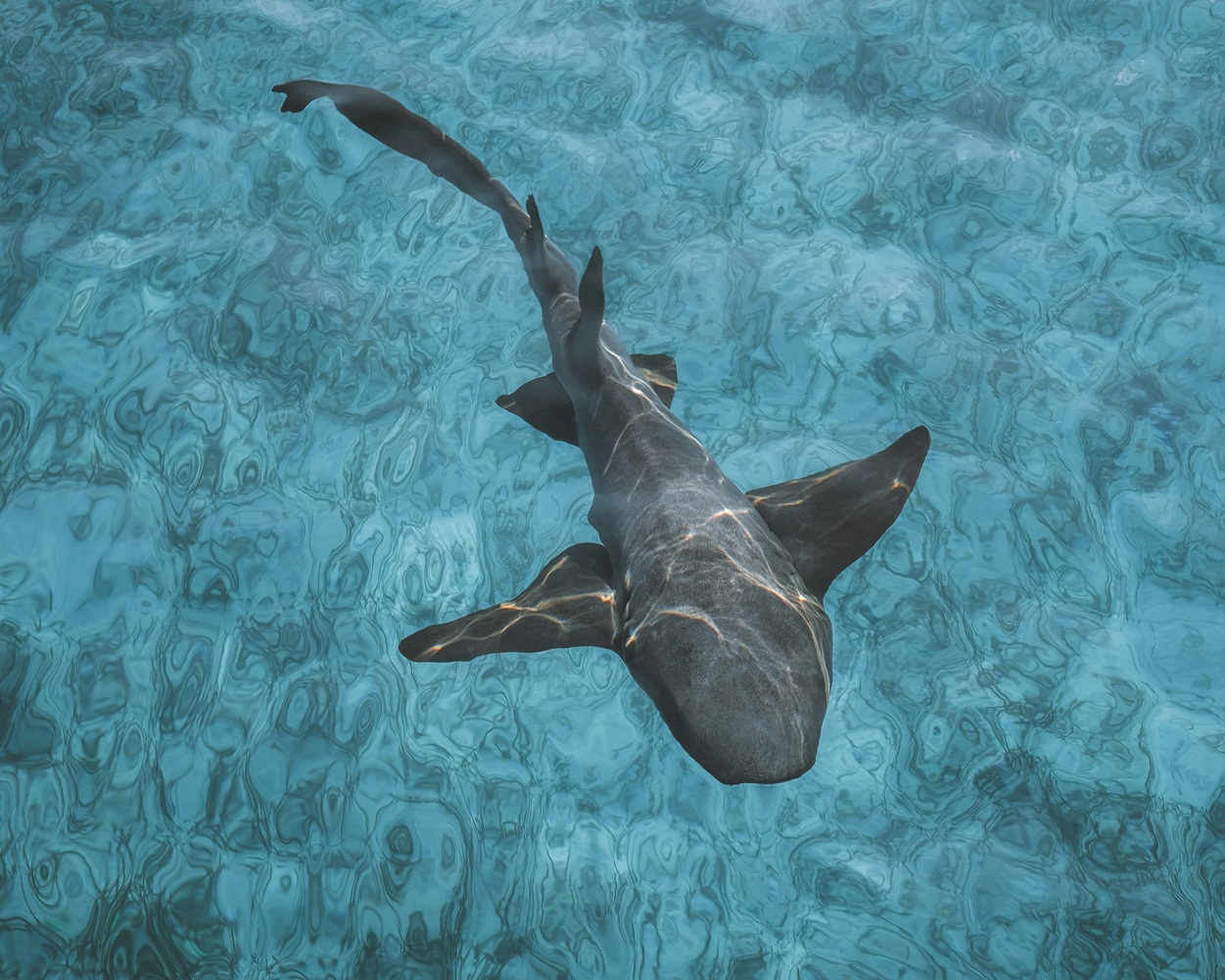 Top-down aerial view of a whitetip reef shark swimming over a coral reef background