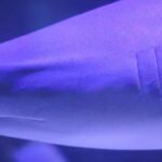 whitetip-reef-sharks